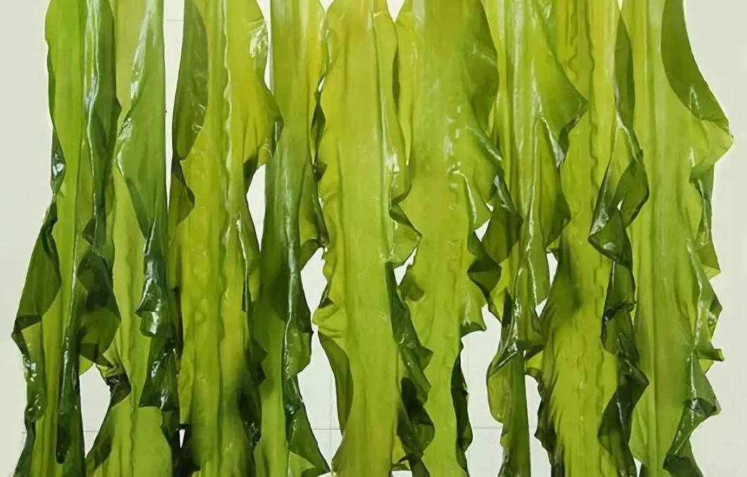 Moisturizing High Quality CAS 9072-19-9 Fucoidan Extract Powder with Best Price