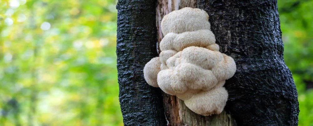 lions mane extract capsules