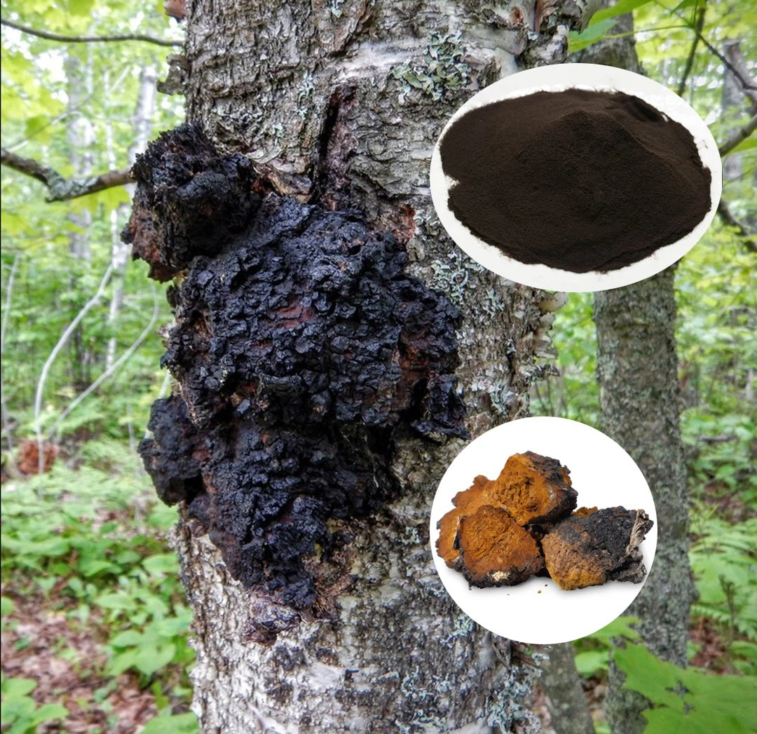 Chaga extract 3