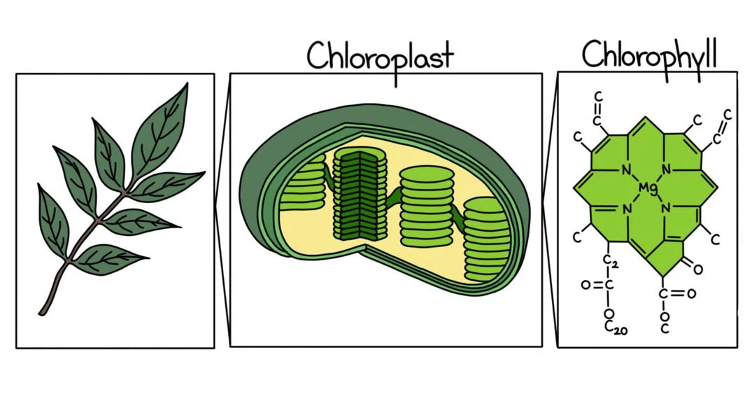 Chlorophyll 5