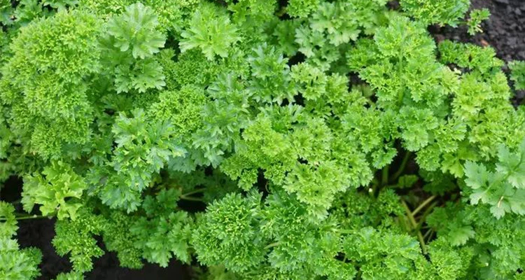 Parsley