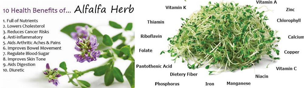 product-1000-291 Alfalfa-nutrient-powder