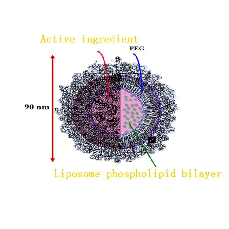 loposome phospholipid bilayer