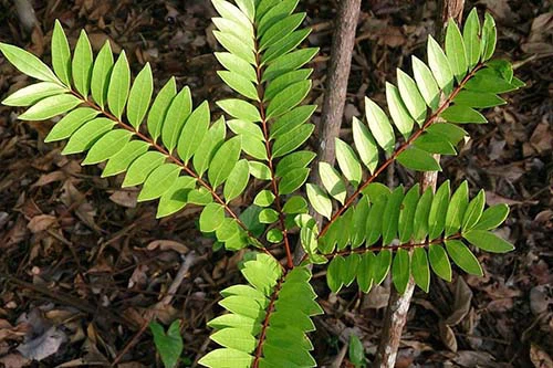Tongkat Ali-1