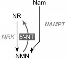 NMN-3 NMN-3