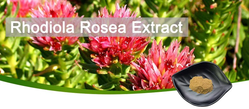 Rhodiola Rosea Extract-2 Rhodiola Rosea Extract-2