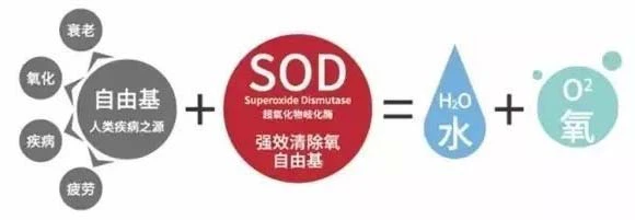 SOD SOD