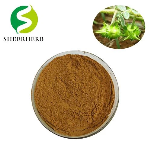 Tribulus Terrestris Extract Powder