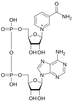 Nicotinamide Adenine Dinucleotide CAS 53-84-9